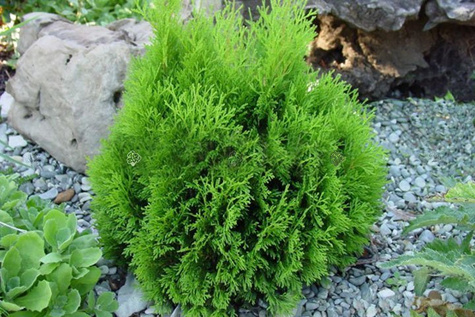Thuja Tuja Żywotnik zachodni Micky Miky P9