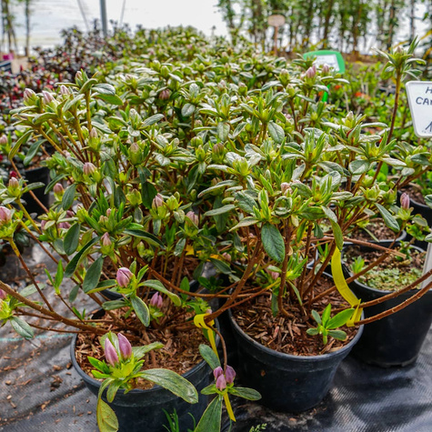 Azalia japońska Ledikanense