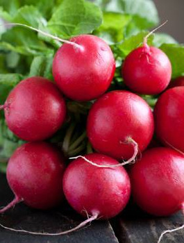 Rzodkiewka kulista Carmen uprawa w gruncie 5g