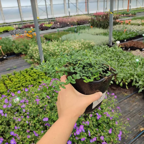 Trzmielina fortunea Mini Magic (C2)