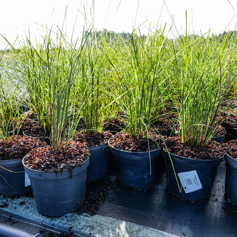 Miskant chiński Graziella (C2)