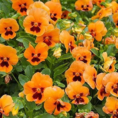 Bratek szwajcarski pomarańczowy z plamą 0,4g