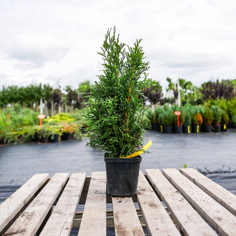 Thuja Tuja Żywotnik zachodni Brabant P9