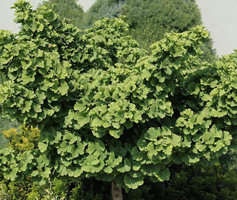 Miłorząb japoński Mariken karłowy
