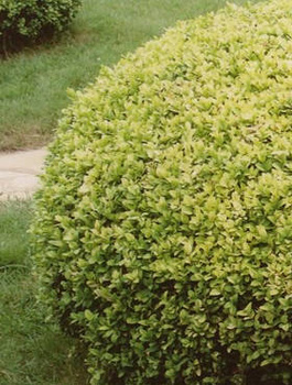Bukszpan wieczniezielony Rotundifolia Aurea