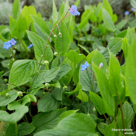 Ułudka wiosenna (C2)