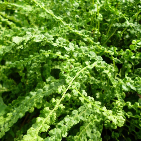 Wietlica samicza Frizelliae (C2)