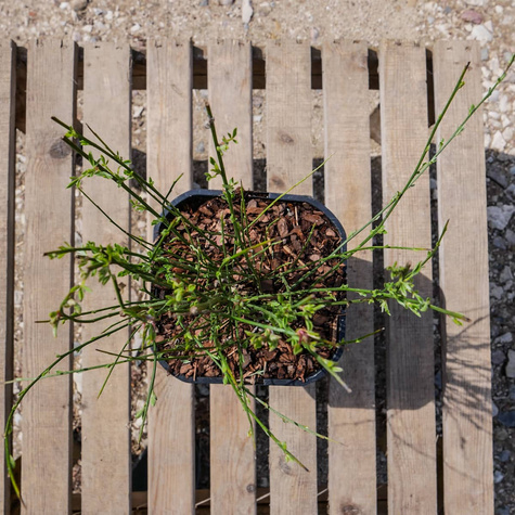 Szczodrzeniec Żarnowiec Zeelandia kremowo-różowy (C2)