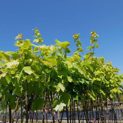 Klon pospolity Priceton Gold szczepiony na pniu Pa180