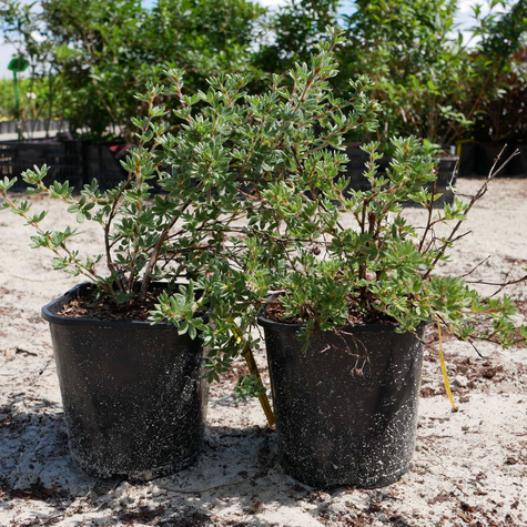 Pięciornik krzewiasty Primrose Beauty (C2)