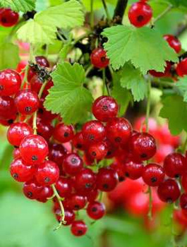 Porzeczka czerwona Rovada Plant Pack
