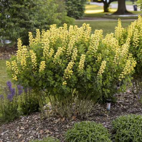 Baptysja Lemon Meringue