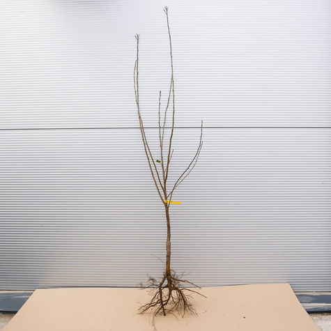 Wiśnia Szklanka Wielka stara odmiana Plant Pack