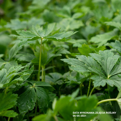 Pełnik chiński Golden Queen (C2)