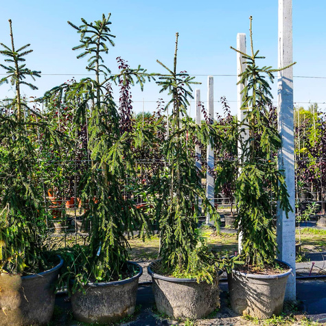 Świerk pospolity Rothenhaus