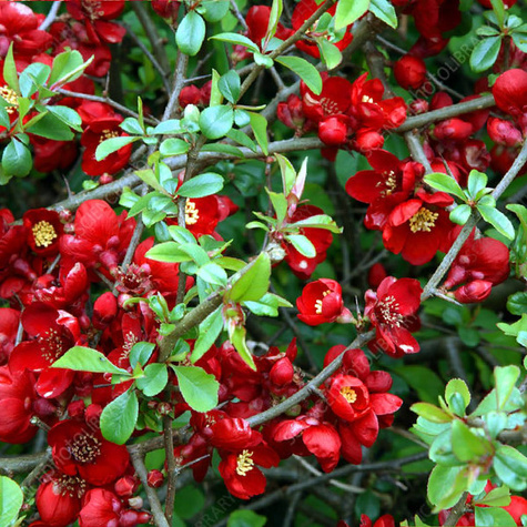 Pigwowiec pośredni Nicoline Ozdobny na Nalewki (C2)