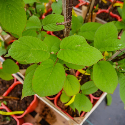 MINI KIWI Aktinidia pstrolistna Sientiabrskaja żeńska