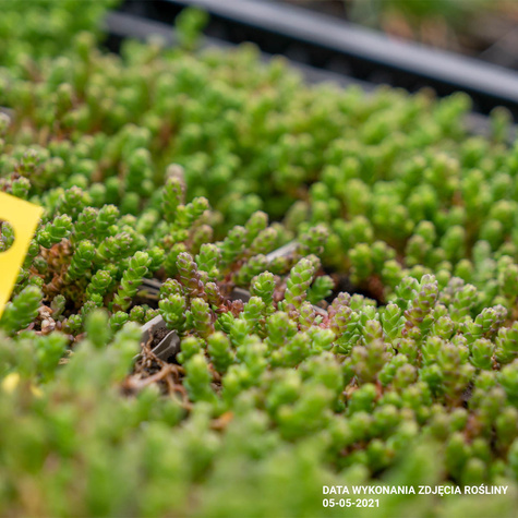 Rozchodnik ostry (C2)