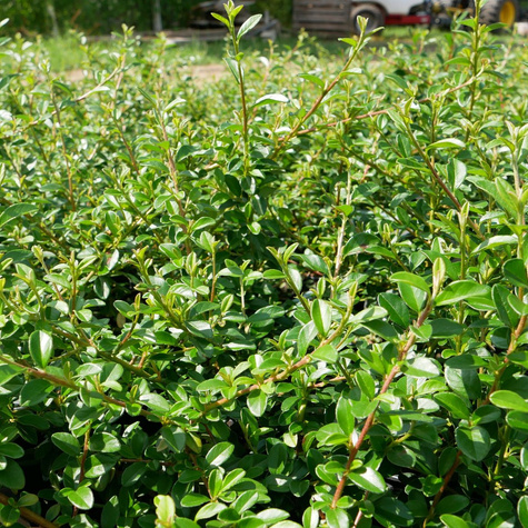 Irga Ursynów mioododajna (P9)