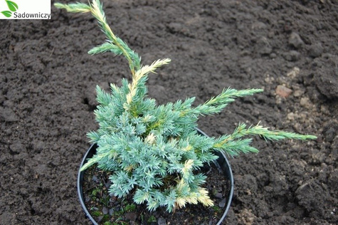 Jałowiec łuskowaty Golden Flame białe plamki