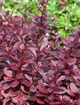 Berberys Thunberga Red Chief (C2)