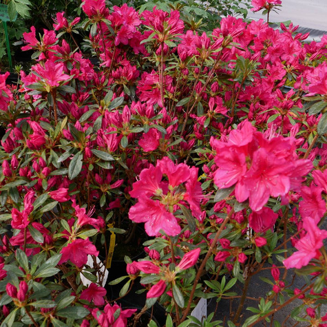 Azalia japońska Allotria