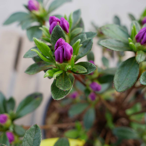 Azalia japońska 'Orlice'