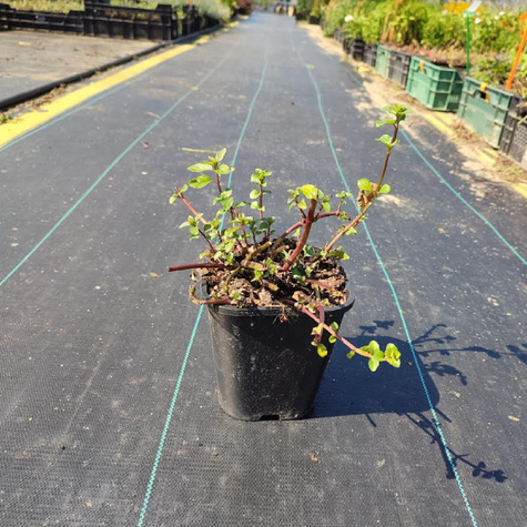 Mięta pieprzowa Lemon Fresh (C2)