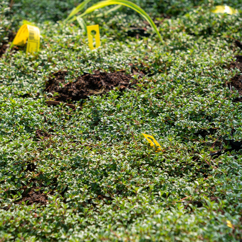 Macierzanka wczesna (C2)