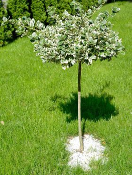 Trzmielina Fortune'a Emerald Gaiety na pniu (C2)