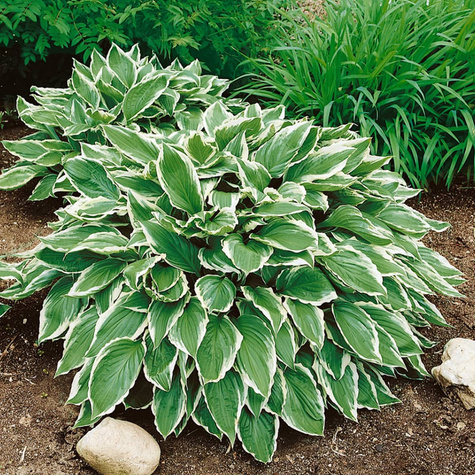 Funkia Hosta Falista Albomarginata (C2)