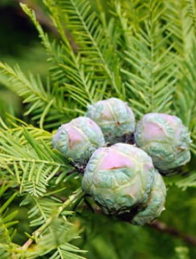 Cypryśnik błotny (P9)