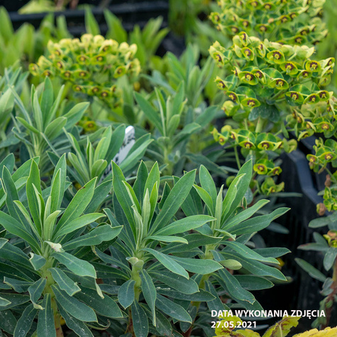 Wilczomlecz błekitnawy Blue Wonder