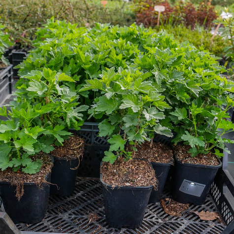 Agrest biały Rodnik w doniczce