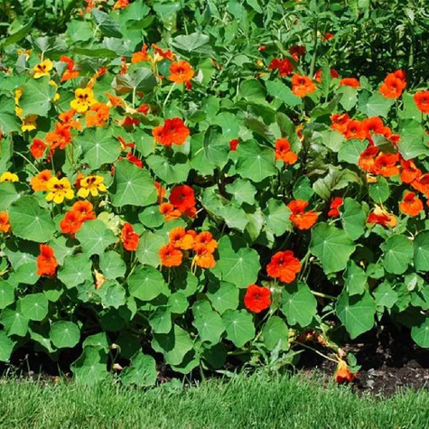 Nasturcja wysoka pnąca mix 4g