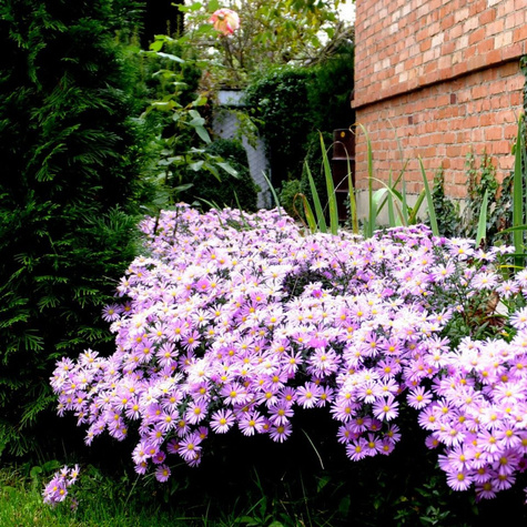 Aster krzaczasty Marjorie fioletowy (C2)