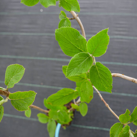 Kalina hordowina (C2)