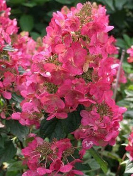 Hortensja bukietowa Magical Flame (C2)