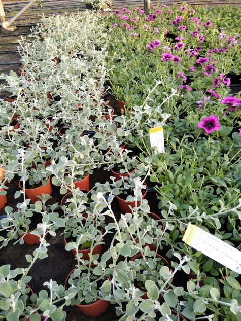 Kocanka włochata Silver "Srebrna Mgła"