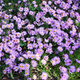 Aster krzaczasty Marjorie fioletowy
