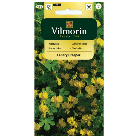 Nasturcja pnąca kanaryjska żółta Vilmorin