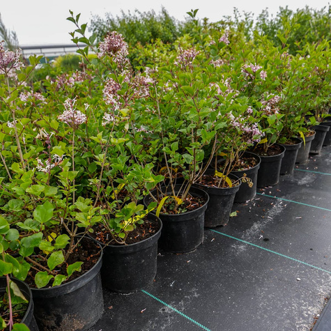 Lilak Meyera Bez Palibin Bardzo pachnący (C2)