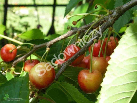 Czereśnia Buttnera Czerwona Poznańska w doniczce (C2)