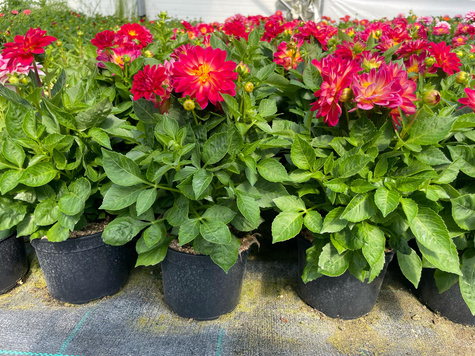 Dalia Lubega Special Bicolor Burgundy