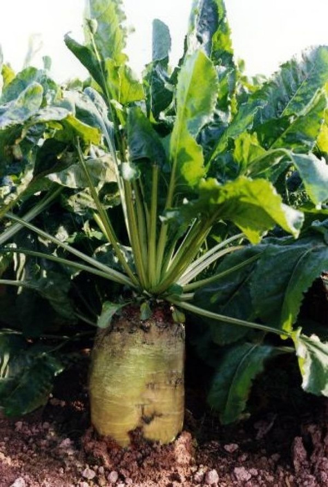 Burak pastewny jednokiełkowy otoczkowany cena za 0,5 kg