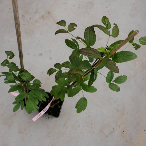 Powojnik Clematis różnolistny Heather Herschell GI