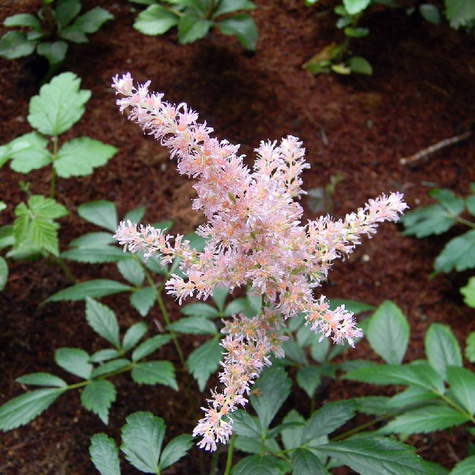 Tawułka Arendsa Anita Pfeifer (C2)