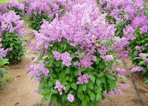 Lilak kosmaty Minuet (C2)