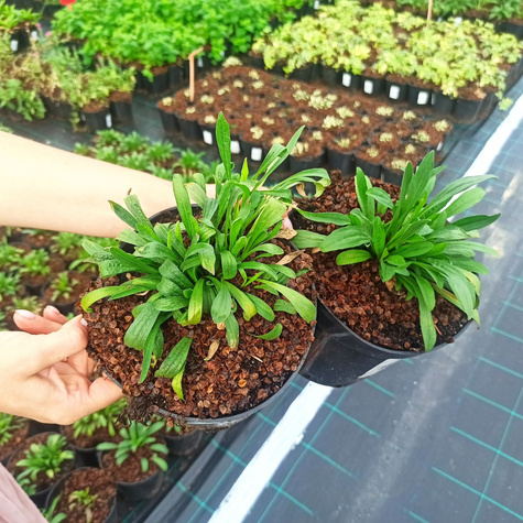 Aster Alpejski Happy End (C2)