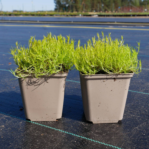 Karmnik ościsty Aurea (C2)